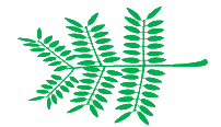 File:Leaf morphology bipinnate.png
