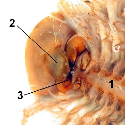 File:Mouthparts.jpg