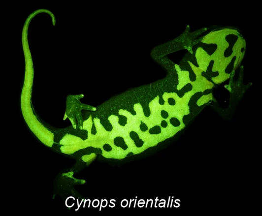 File:Cynops orientalis biofluorescence - 41598 2020 59528 Fig2-bottom (cropped).png