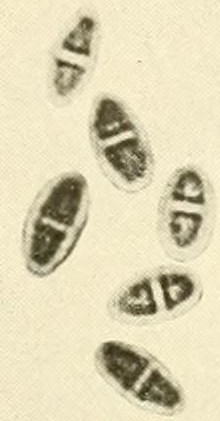 Endothia radicalis ascospores.jpg