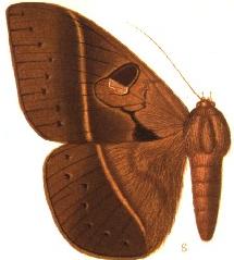 Enmonodia spermatophora.JPG