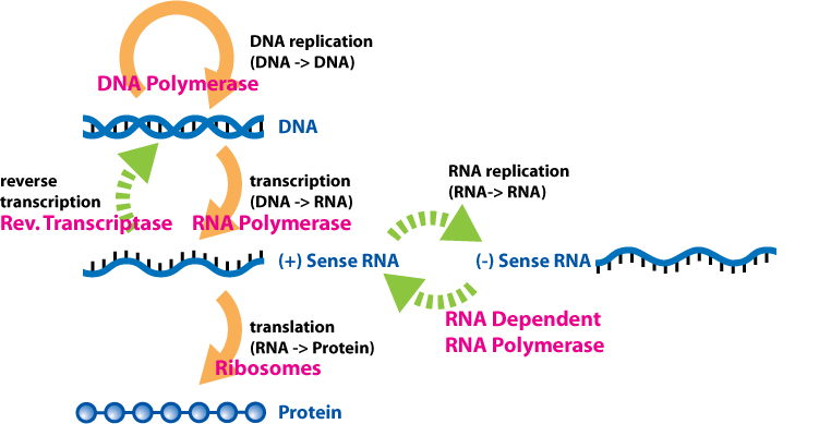 File:Extended Central Dogma with Enzymes.jpg