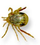 Adult female of Ixodes holocyclus, dorsal view