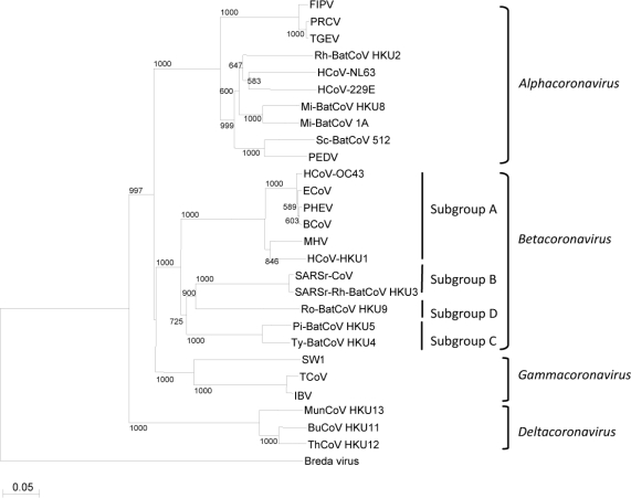 File:Phylogenetic tree of coronaviruses.jpg
