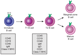 File:Transitional B cell development.PNG