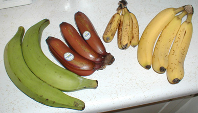File:Bananavarieties.jpg