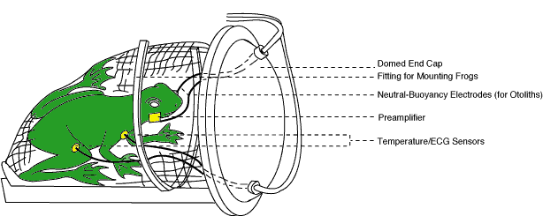 File:FOEP FrogDecombined.png