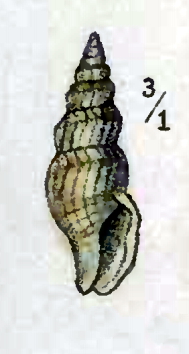 Kurtziella accinctus 001.jpg