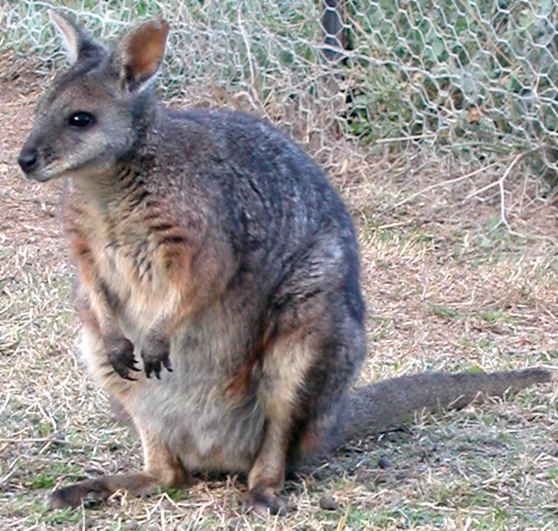 File:Macropus eugenii.jpg