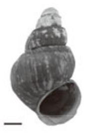 Margarya tropidophora shell.png