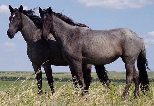 File:Nokota Horses cropped.jpg