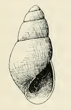 Odostomia clessini 001.png