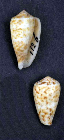 Conus purissimus 001.jpg