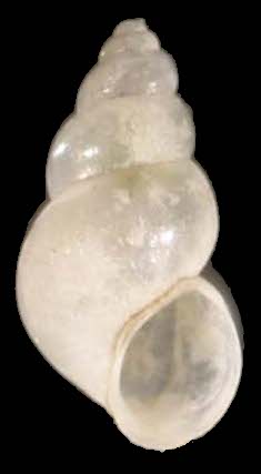 Heleobia stagnorum shell.jpg