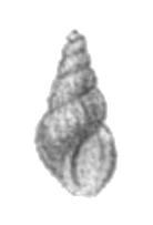 Maackia raphidia shell.png