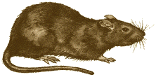 File:Ruskea rotta.png