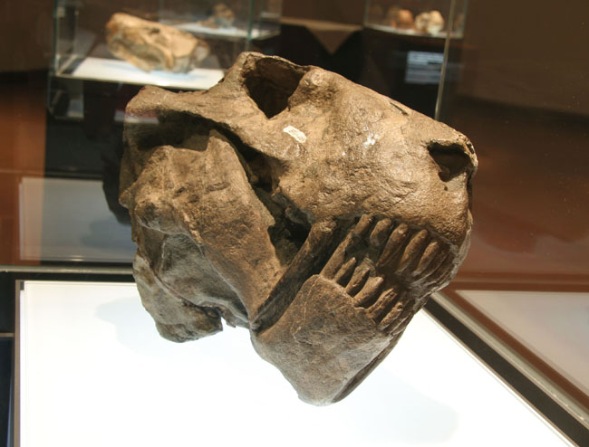 File:Smilesaurus skull.jpg