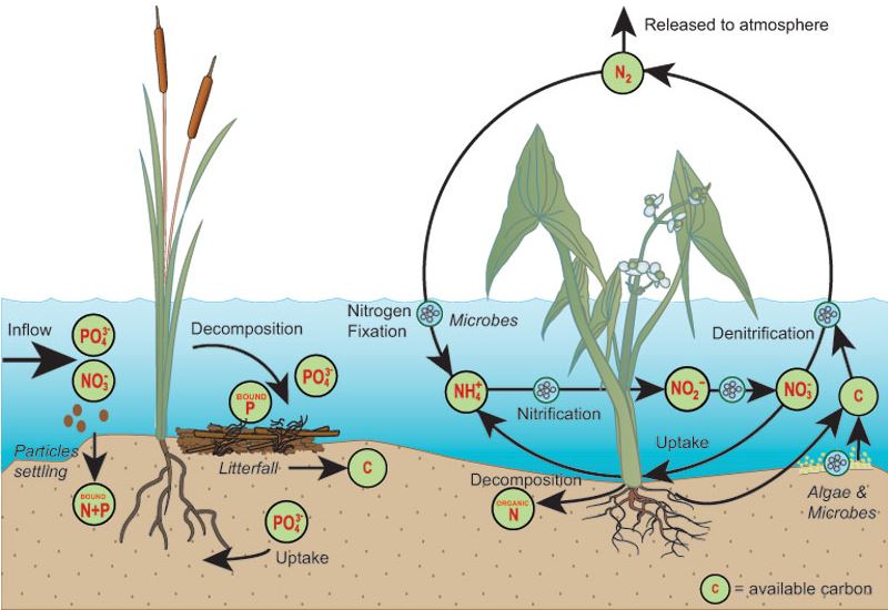 File:A simplified illustration of the nitrogen and phosphorus cycles in a wetland.jpg
