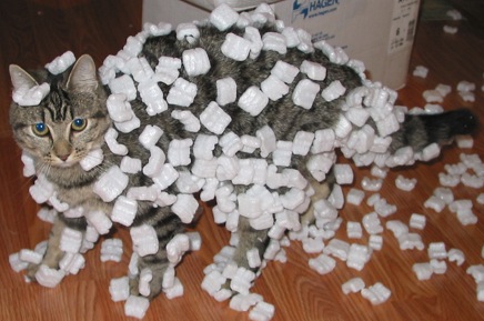 File:Cat demonstrating static cling with styrofoam peanuts.jpg