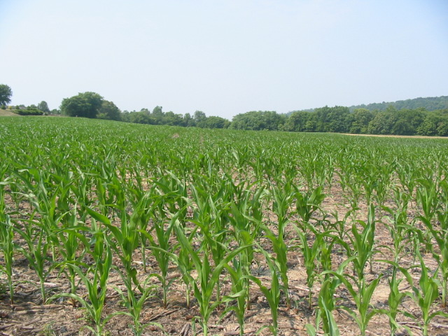File:Corn.Field.jpg