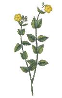 Helianthemum marifolium - Saint-Hilaire.jpg
