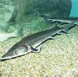 Japanese Sturgeon (Acipenser schrenckii).jpg