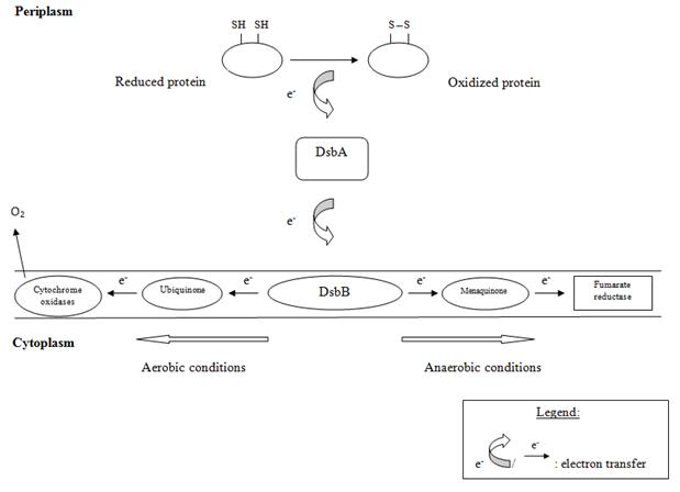 File:Oxidative pathway in bacteria (mechanism).jpg