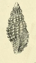 Pseudodaphnella martensi 001.jpg
