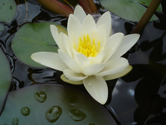 File:Water Lily - geograph.org.uk - 483063.jpg