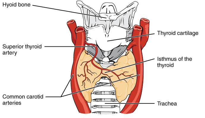File:Anterior thyroid.jpg