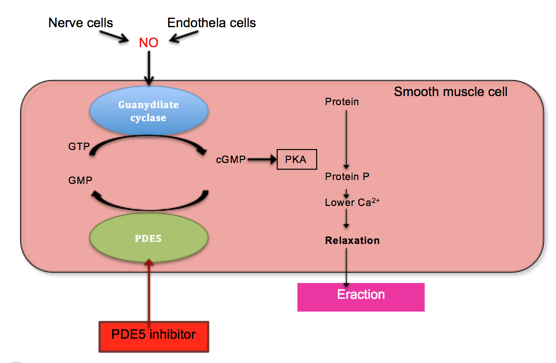 File:Biological pathway of penile erection.png