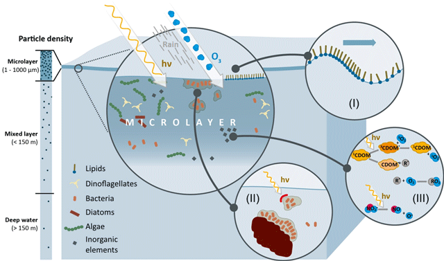 File:Sea surface microlayer as a biochemical microreactor.png