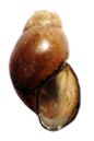 Wattebledia crosseana shell.png