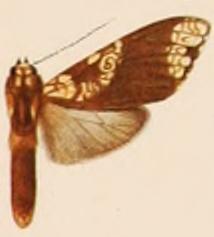 Aemilia affinis.JPG