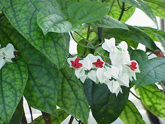 File:Clerodendron thomsoniae1.jpg