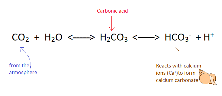 File:Equilibrium of carbonic acid in the oceans .png
