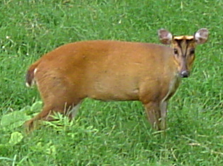 File:Muntjac deer.JPG