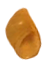 Neotricula aperta shell.png