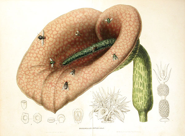 File:Helicodiceros muscivorus00.jpg