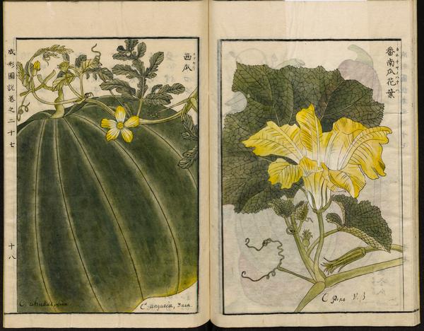 File:Leiden University Library - Seikei Zusetsu vol. 27, page 018 - 西瓜 - Citrullus lanatus (Thunb.) Matsum. & Nakai - Cucurbita maxima Duchesne, 1804.jpg