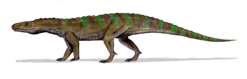 File:Ticinosuchus BW.jpg