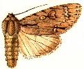 Acronicta iria.JPG