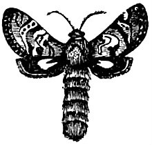 EB1911 Lepidoptera - Stygia australis.jpg
