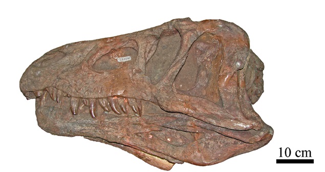 File:Erythrosuchus africanus 34.jpg
