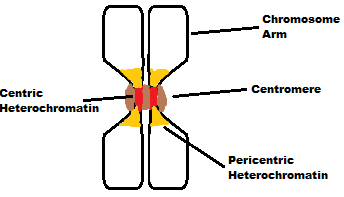 Mitoticchromosome