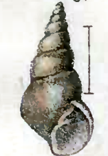 Odostomia conspicua 001.png