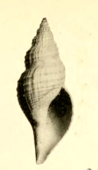 Phymorhynchus chevreuxi 001.jpg