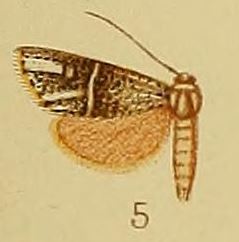 Pl.40-fig.05-Charltona chrysopasta Hampson, 1910.JPG