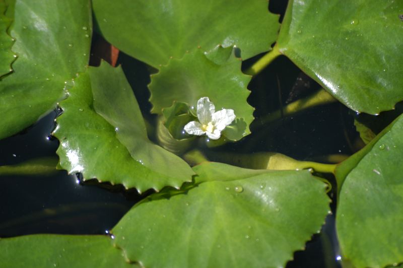 File:Trapa natans flower.jpg