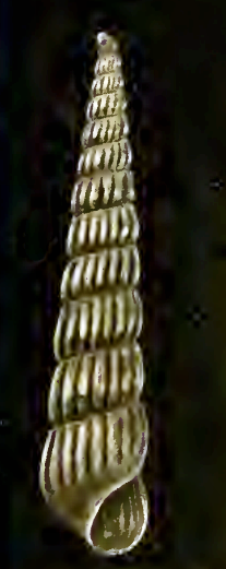 Turbonilla crystallina 001.png